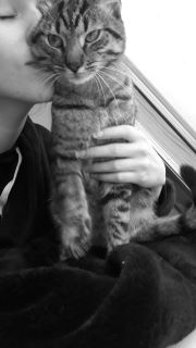 Petites Annonces Gratuites Chats Perdus Chats Trouves Petites Annonces Gratuites Chats Perdus Chats Trouves